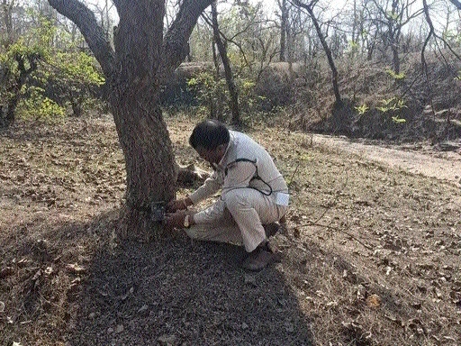 preying tiger in Pench Park  