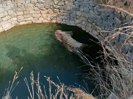 Tiger found dead  in well in Seoni