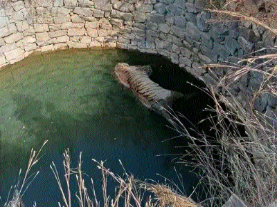 Tiger found dead in well in Seoni