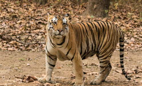 Tiger sighting sparks alert in Korba district