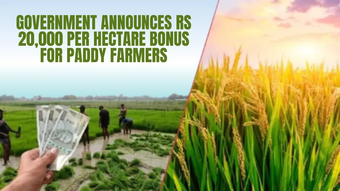 Rs 20000ha bonus to paddy growers