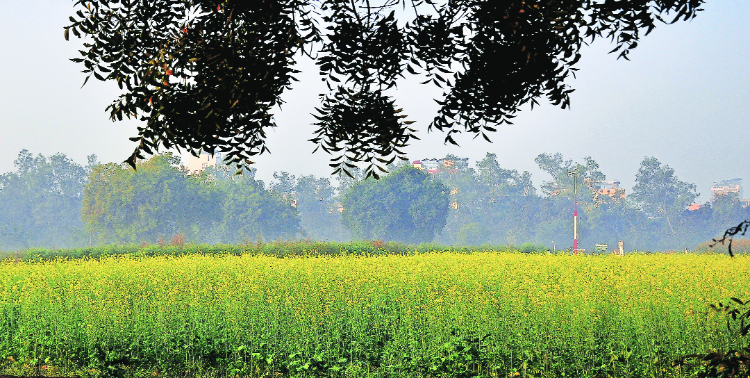 Lush verdant in city