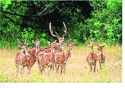 Forest Deptt to shift