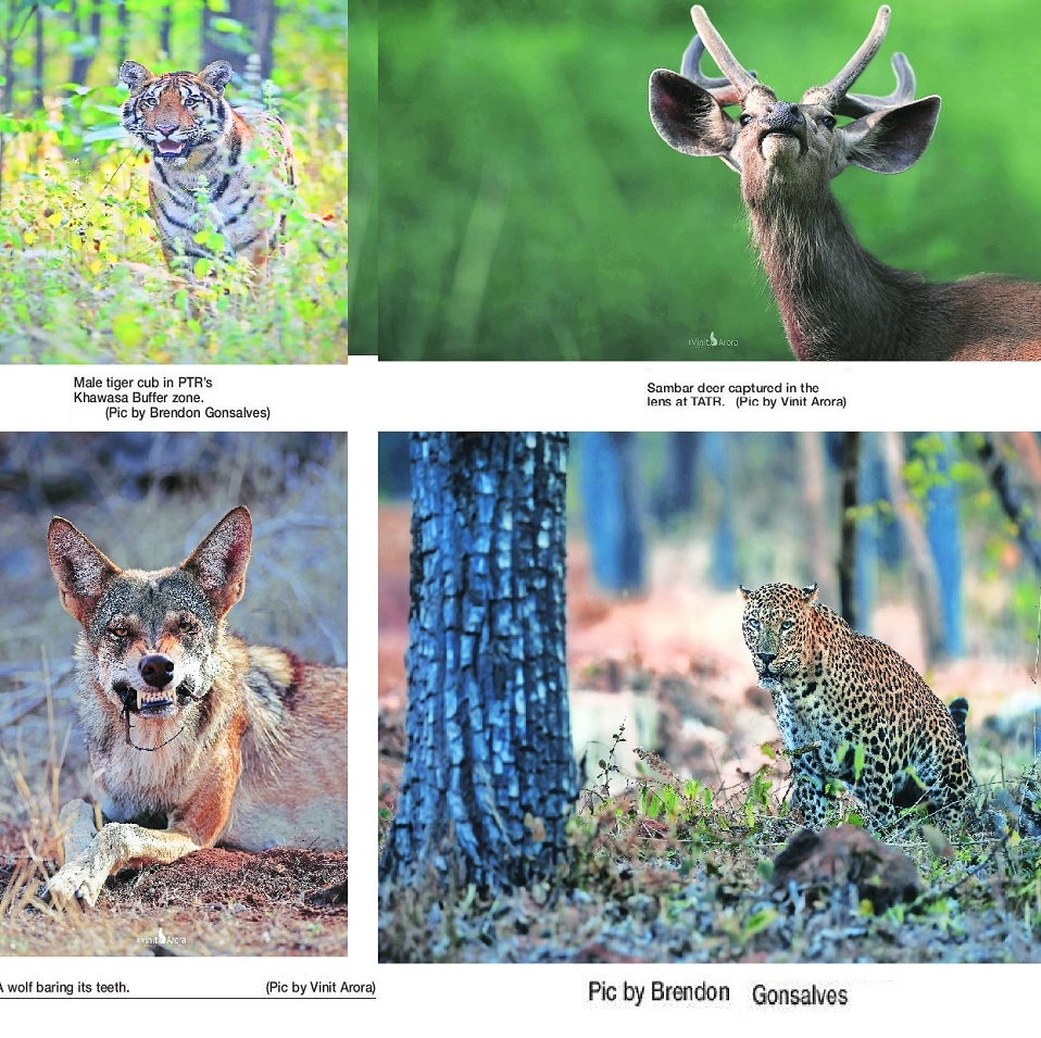  Pench Tadoba National Parks wild animals