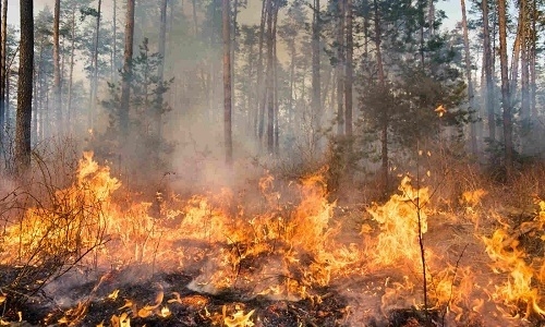 fire incidents in State forests