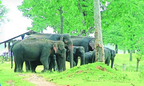 Kamlapur to Borban camp