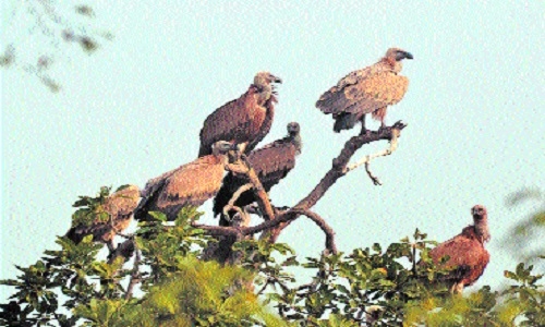 Vulture census