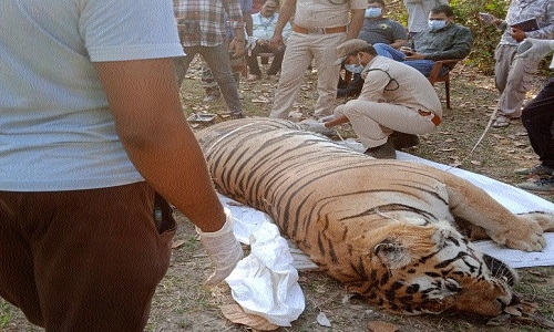 Electrocution of adult male tiger