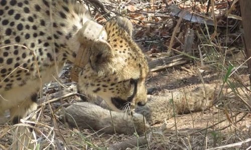 High five! Cheetah Gamini 