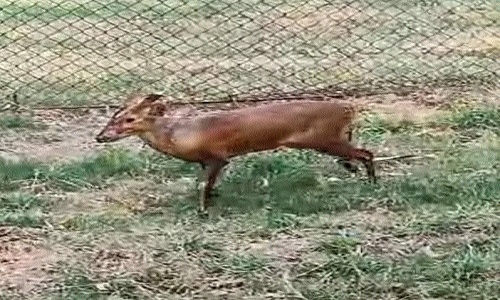 Maitri Bagh Zoo Welcomes New Animals - The Hitavada