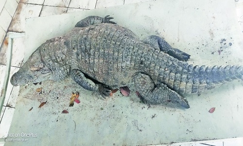 crocodile dies