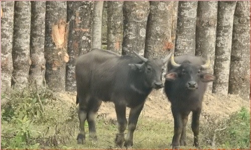 wild buffaloes