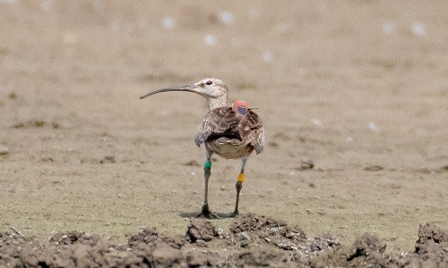 Whimbrel bird 