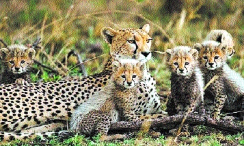 cheetahs