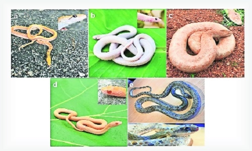 Five snakes with rare albinism disorder found in Nagpur district - The ...