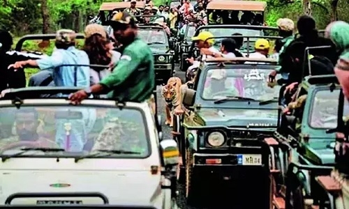 tourists encircle tigress in Tadoba