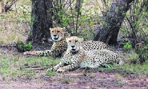 Cheetah translocation 