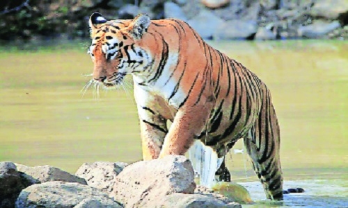 tiger of Deolapar