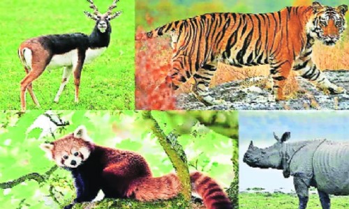1,04,561 SPECIES COVERED India prepares checklist of entire fauna