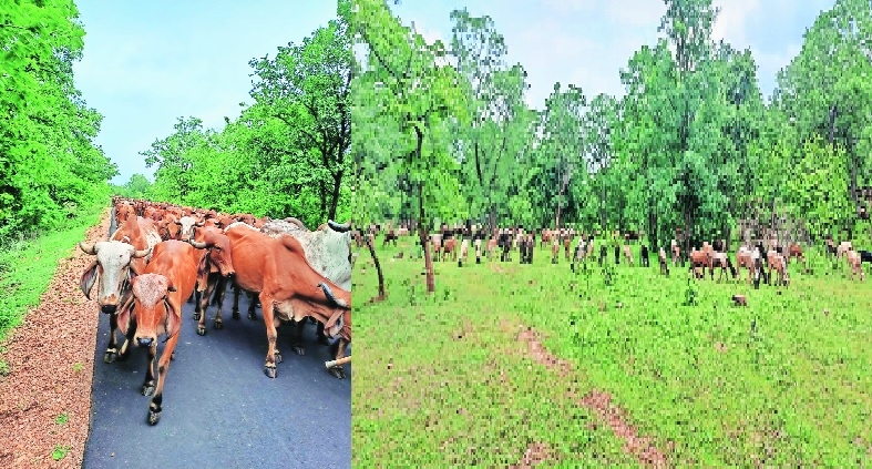 Cattle of Kathiawadis