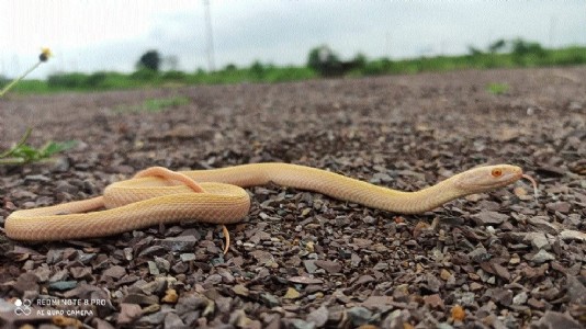 Rare Albino snake spotted
