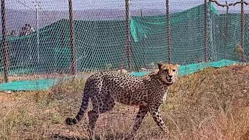 free-ranging cheetah 