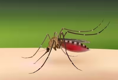 Spike in dengue cases