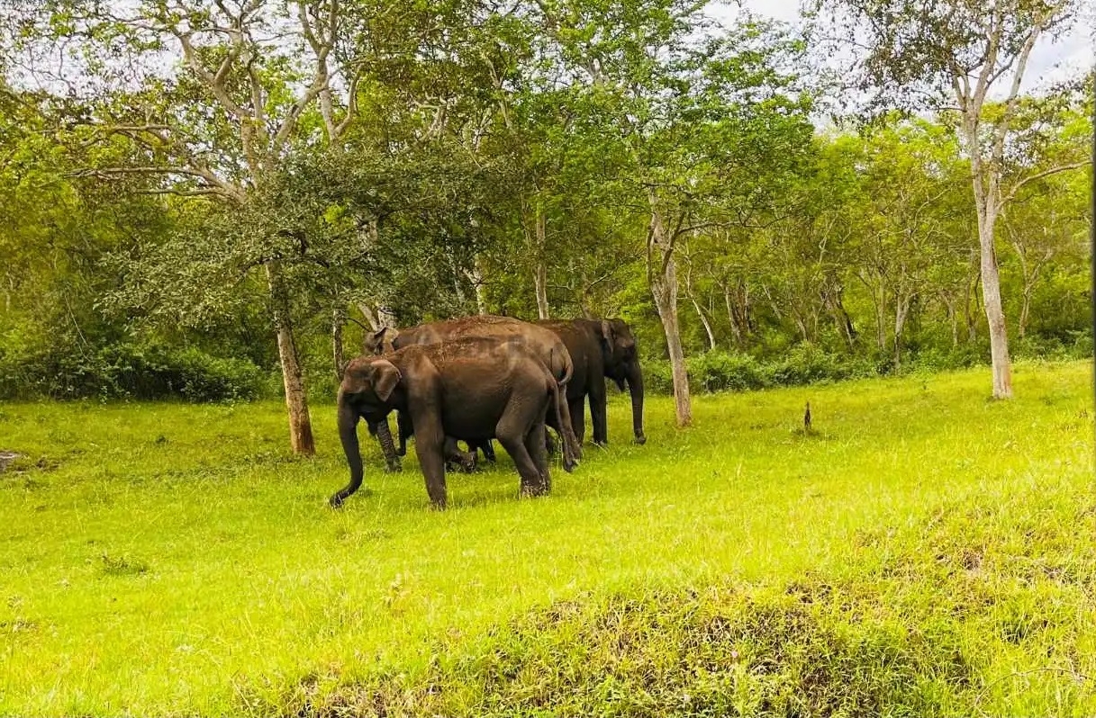 Forest Deptt using elephants