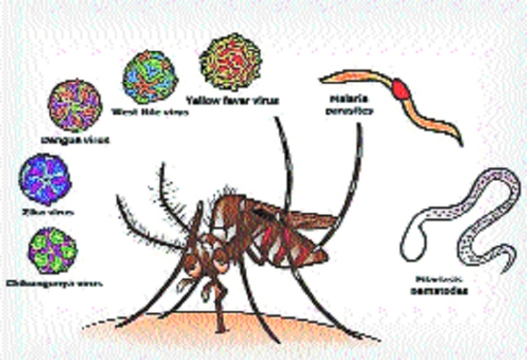 New variant of Chikungunya