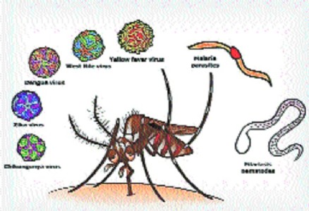 New variant of Chikungunya spreading fast, increasing severity Do not panic, say docs