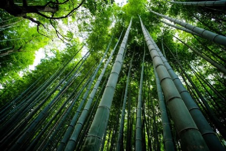 BAMBOO The Sustainable ‘Superplant’