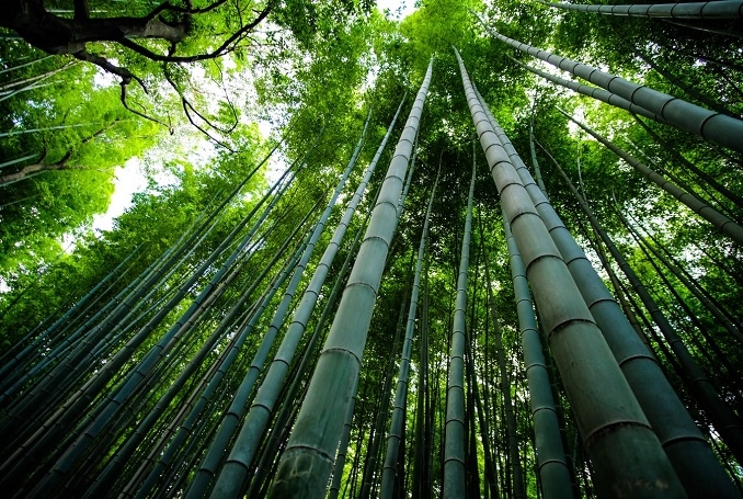 bamboo