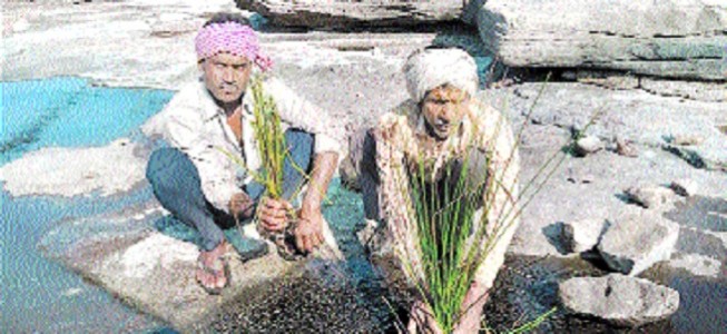 State now taking steps to encourage farmers to cultivate medicinal plants