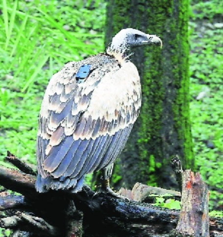 Jatayu Gram Mitra Programme