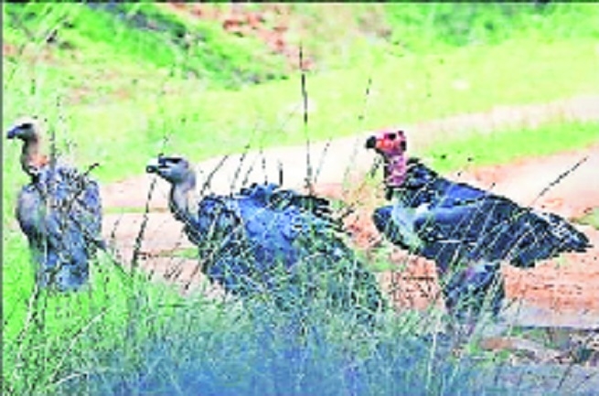 Six captive vultures survive in wild