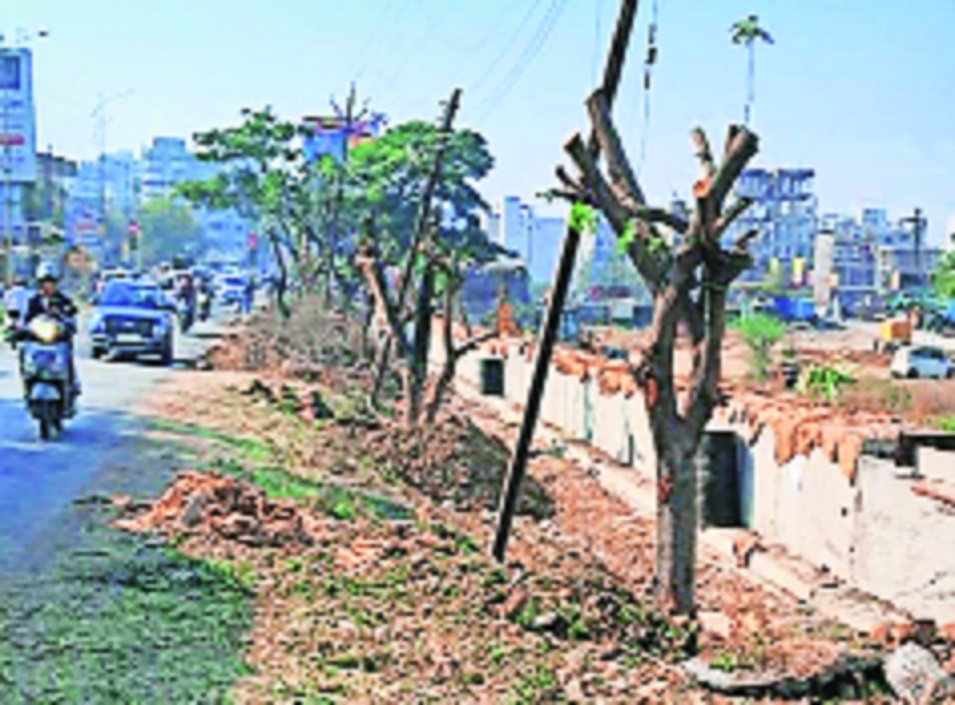 The translocted trees in Pipla village