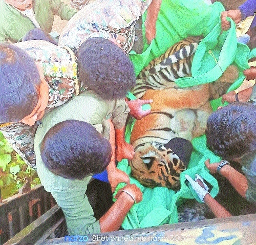 The tiger that was tranquilised and taken away